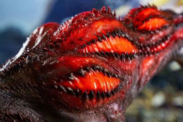 【售罄展示追加請私訊客服@toystationtw】魔物獵人 煌怒恐暴龍 X Dragon Frontier 玩驛丨Toy station, GK雕像預購, GK雕像代購, GK雕像現貨, GK雕像修復, 咒術, 咒術迴戰, SCC玩具屋, 玩具給庫, NBA, 瘋公仔, 訂製雕像,模型,伯公仔,gk,玩驛,火影,夜風本舖,海賊,死神,航海王,獵人,阿拉蕾,七大罪,七龍珠,寶可夢,神奇寶貝,哥吉拉,宮崎駿,迪士尼,灌籃高手,鬼滅之刃,一拳超人,蠟筆小新,咒術,鏈鋸人,進擊的巨人,乙骨,我英