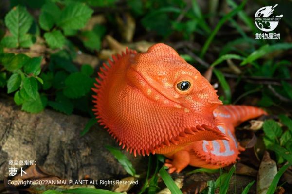 【售罄展示追加請私訊客服@toystationtw】心寬體胖系列鬃獅蜥MAX X 動物星球 動漫,模型,玩具,gk,玩驛,火影,手辦,海賊,死神,航海王,獵人,阿拉蕾,七大罪,七龍珠,寶可夢,神奇寶貝,哥吉拉,宮崎駿,迪士尼,灌籃高手,鬼滅之日刃,一拳超人,蠟筆小新,咒術,鏈鋸人,進擊的巨人,妖精尾巴,我的英雄學院,我英,鋼鍊,鋼之煉金術師,新世紀福音戰士,EVA,間諜家家酒,Re0,漫威,dc,集美#hex#tsume#prime1#queen#tes#xm#野獸國#壽屋#數碼寶貝