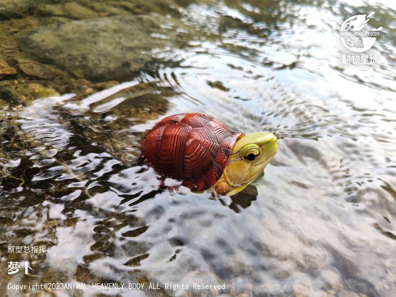 【售罄展示追加請私訊客服@toystationtw】心寬體胖系列十九彈一國龜篇 X 動物星球 #動漫#模型#玩具#gk#玩驛#火影#手辦#海賊#死神#航海王#獵人#阿拉蕾#七大罪#七龍珠#寶可夢#神奇寶貝#哥吉拉#宮崎駿#迪士尼#灌籃高手#鬼滅之日刃#一拳超人#蠟筆小新#咒術#鏈鋸人#進擊的巨人#妖精尾巴#我的英雄學院#我英#鋼鍊#鋼之煉金術師#新世紀福音戰士#EVA#間諜家家酒#Re0#漫威#dc#集美#hex#tsume#prime1#queen#tes#xm#野獸國#壽屋#數碼寶貝