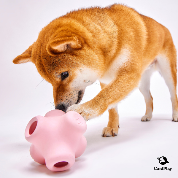 CaniPlay Galaxy kit｜1組2入 寵物玩具,狗狗玩具,狗狗抗憂鬱玩具,抗焦慮玩具,寵物玩具推薦