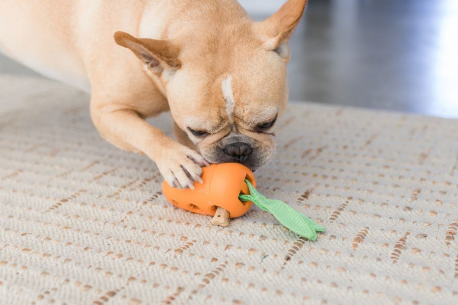 益智胡蘿蔔 犬研室,寵物訓練,狗狗訓練,Petstages,舒壓玩具,啃咬玩具,益智玩具,益智胡蘿蔔