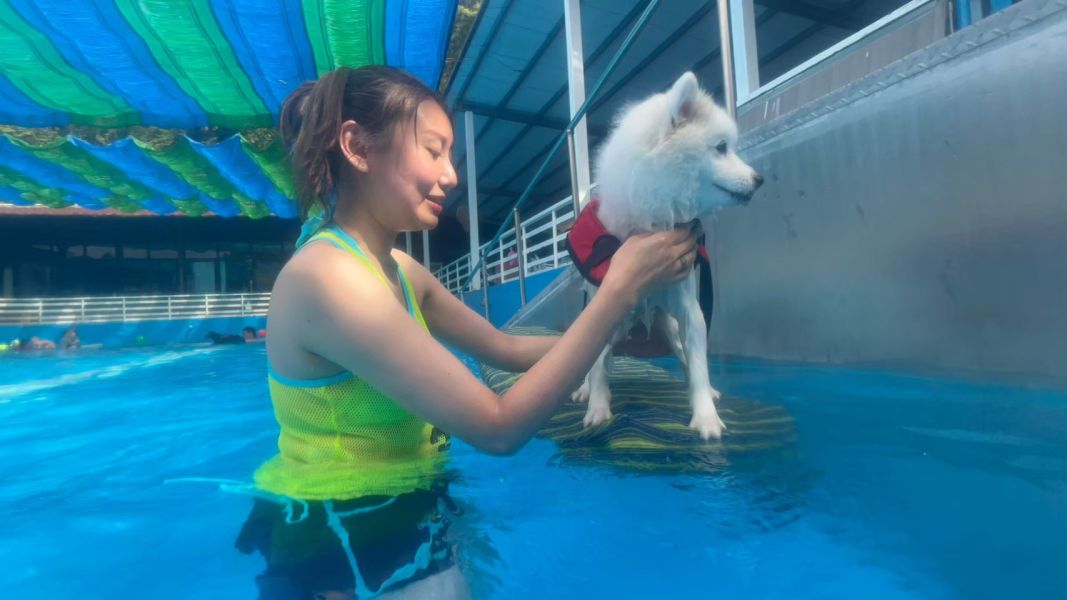 小夜老師_游泳課程 犬研室, 狗狗訓練, 寵物訓練, 狗狗游泳