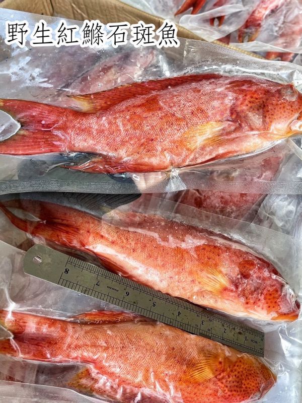 【野生紅鰷石斑魚】 