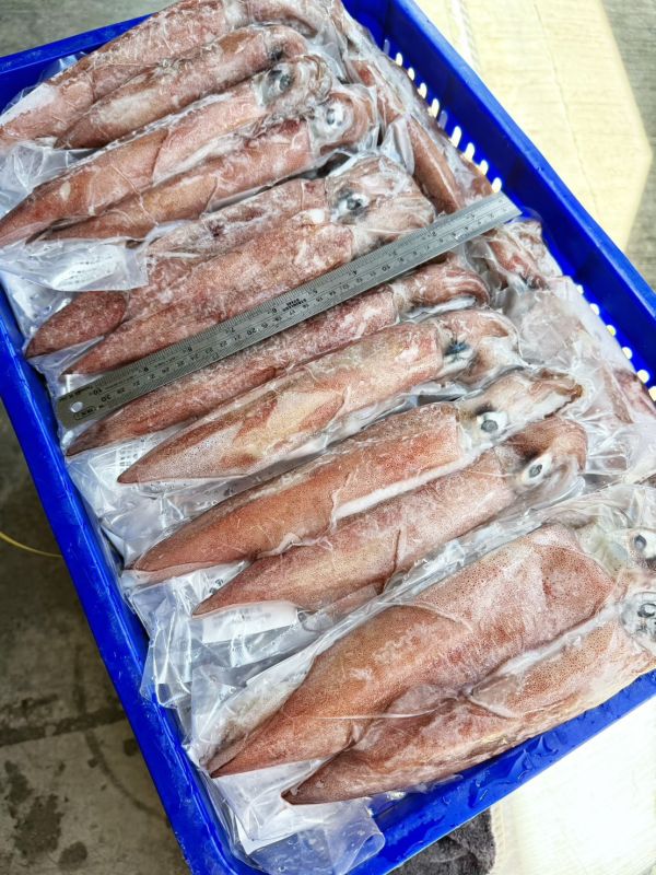 【台灣野生透抽】 