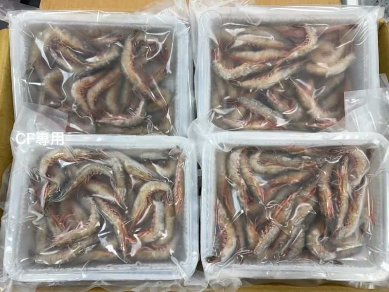 【台灣野生老劍蝦300g】 