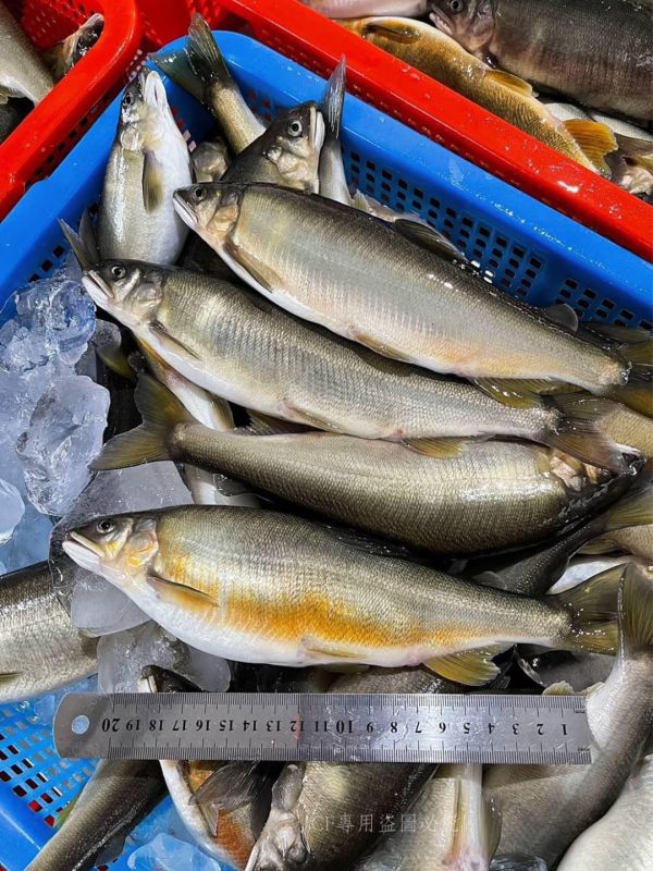 【產銷履歷抱卵母香魚】特大2尾裝 