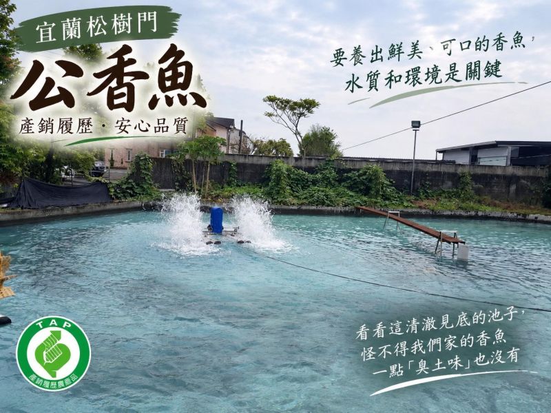 【宜蘭松樹門-產銷履歷公香魚】#3-4尾裝 