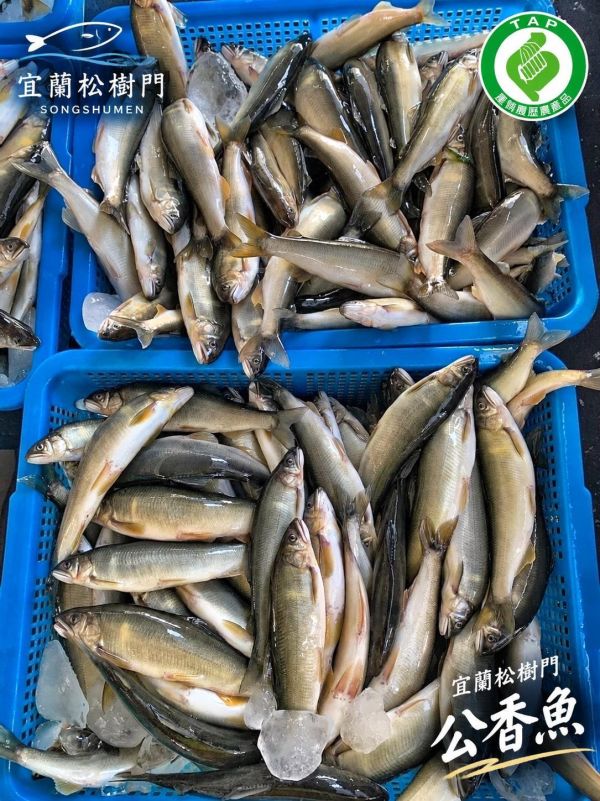 【宜蘭松樹門-產銷履歷公香魚】#3-4尾裝 