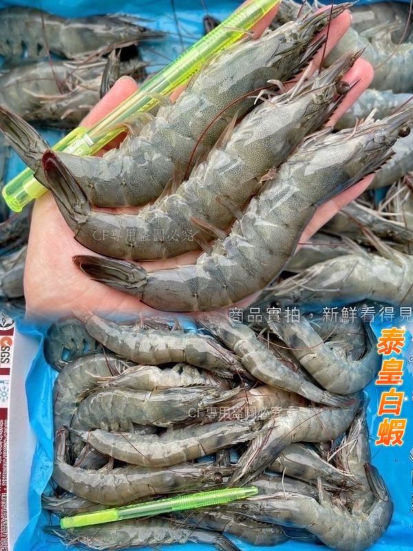 【泰皇活凍白蝦 #規格41/50】 