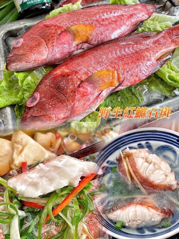 【野生紅鰷石斑魚】 