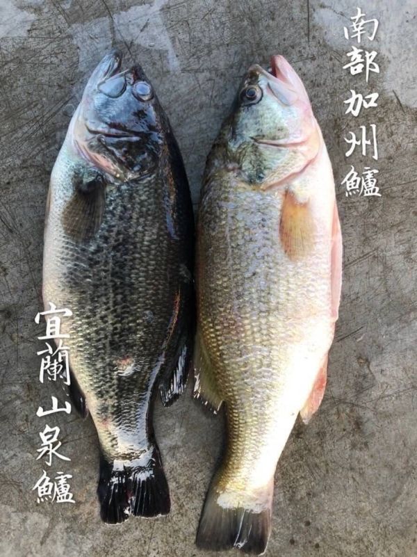 【宜蘭山泉鱸魚】蝴蝶切 