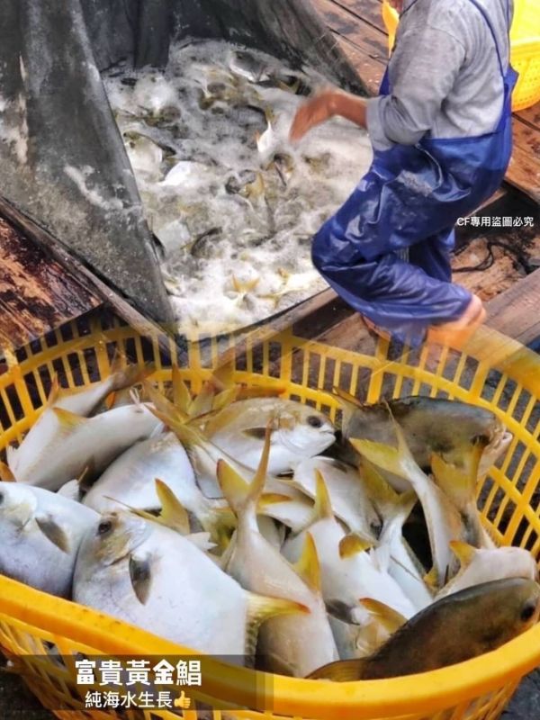 【台灣海水黃金鯧】 