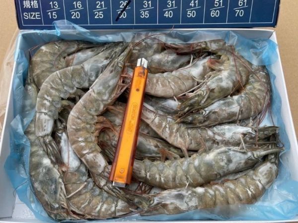 【馬來安心無毒大白蝦】規格26/30 