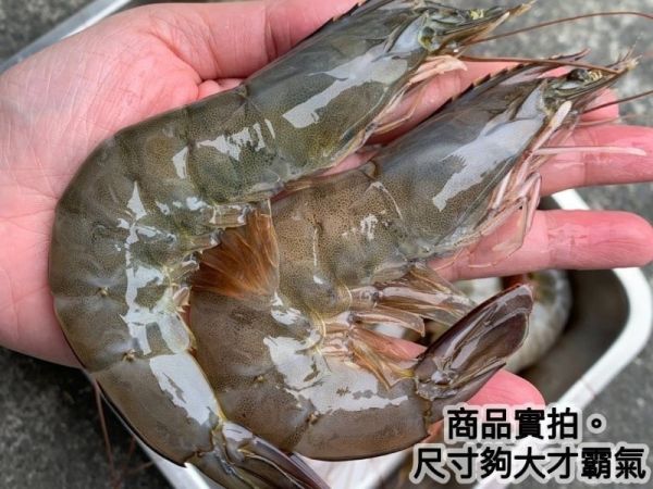 【馬來安心無毒大白蝦】規格26/30 