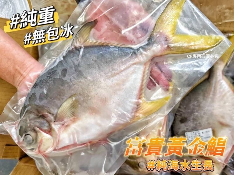 【台灣海水黃金鯧】 