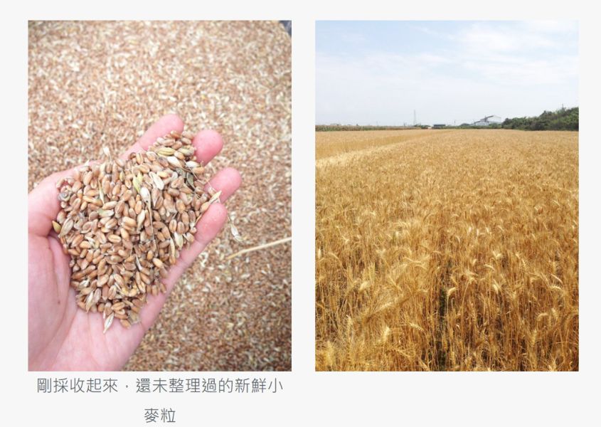 上下游/本土小麥一口杏仁酥/180g 上下游,有機,本土,小麥,一口酥,杏仁酥