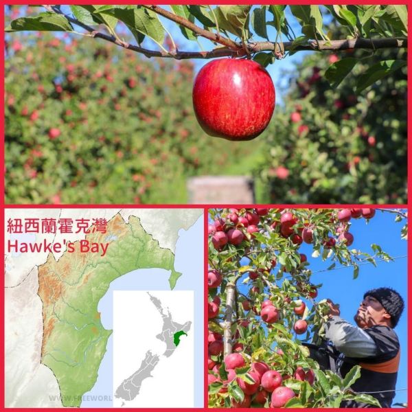 (冷藏)Sun Organic/紐西蘭有機DIVA天后蘋果/795g±5%/5粒 有機蘋果,紐西蘭,帶皮吃,不上蠟,天后,DIVA
