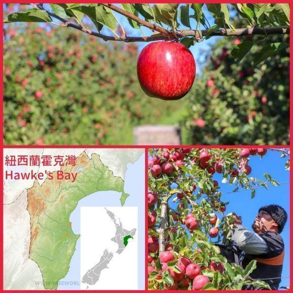 (冷藏)Sun Organic/紐西蘭有機DIVA天后蘋果/875g±5%/4粒 有機蘋果,紐西蘭,帶皮吃,不上蠟,天后,DIVA