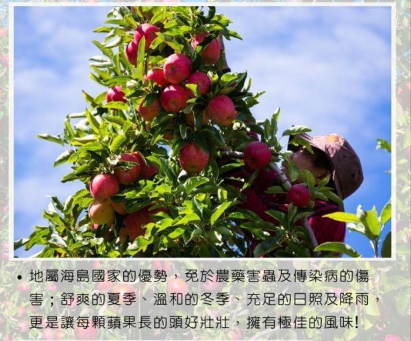 (冷藏)Sun Organic/紐西蘭有機加拉蘋果/795g±5%/5粒 有機蘋果,紐西蘭,加拉蘋果,帶皮吃,不上蠟