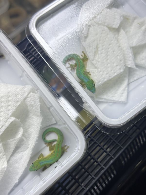 羅伯特日守宮 守宮,壁虎,爬蟲,reptile,