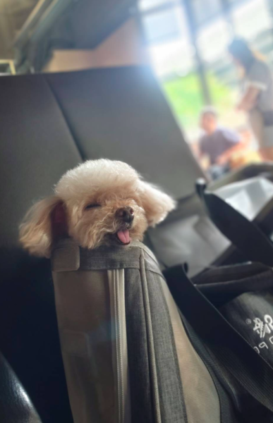 姊姊的眼淚 