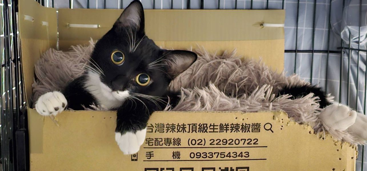 專業賣萌戶 