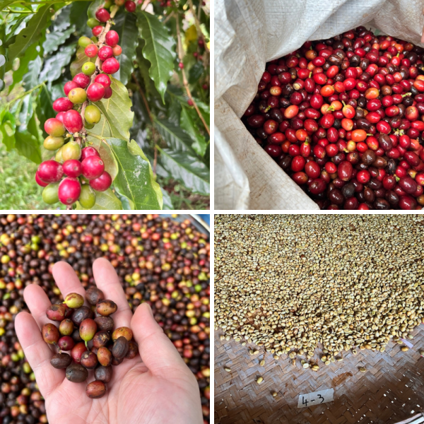 【Simmy Coffee】夕迷咖啡│便利浸泡式(多款) 咖啡,咖啡豆,精選咖啡,經典咖啡豆,烘培,濾掛,濾掛咖啡,掛耳式,浸泡式咖啡,冠軍濾掛咖啡,手沖咖啡,冠軍咖啡,茶包式咖啡