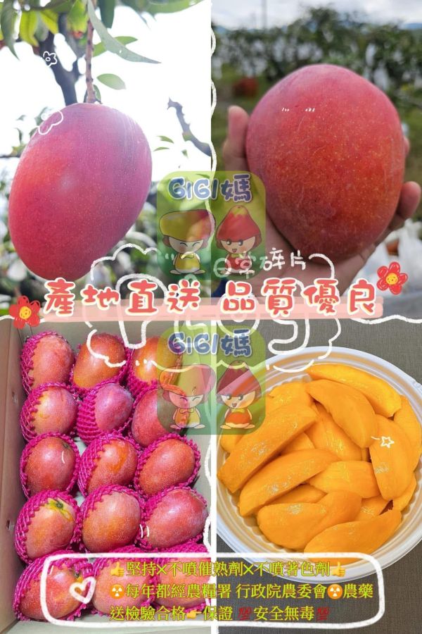愛文芒果 