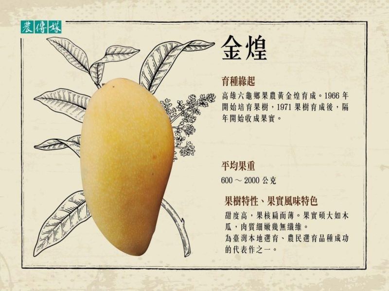 屏東枋寮金煌芒果10斤裝 