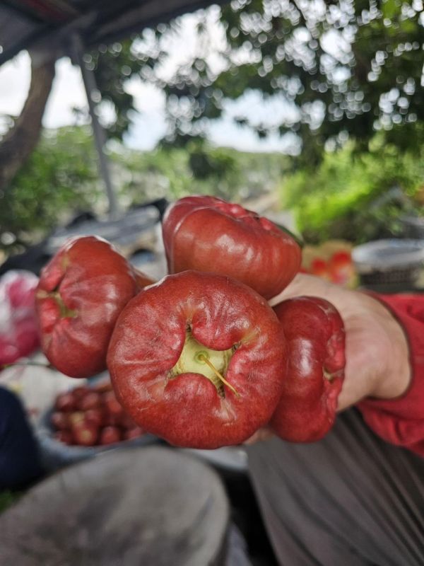 屏東枋寮黑珍珠蓮霧 