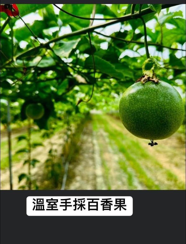 《溫室》梅子(茶香)百香果(一箱5台斤) 