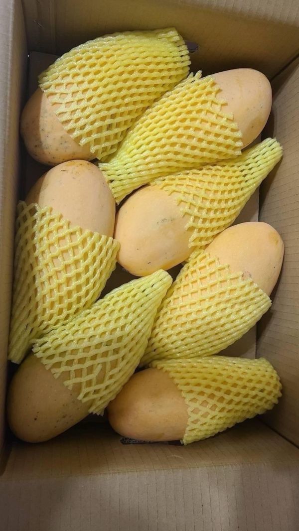 屏東枋寮金煌芒果10斤裝 