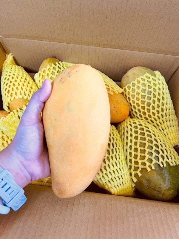 屏東枋寮金煌芒果10斤裝 