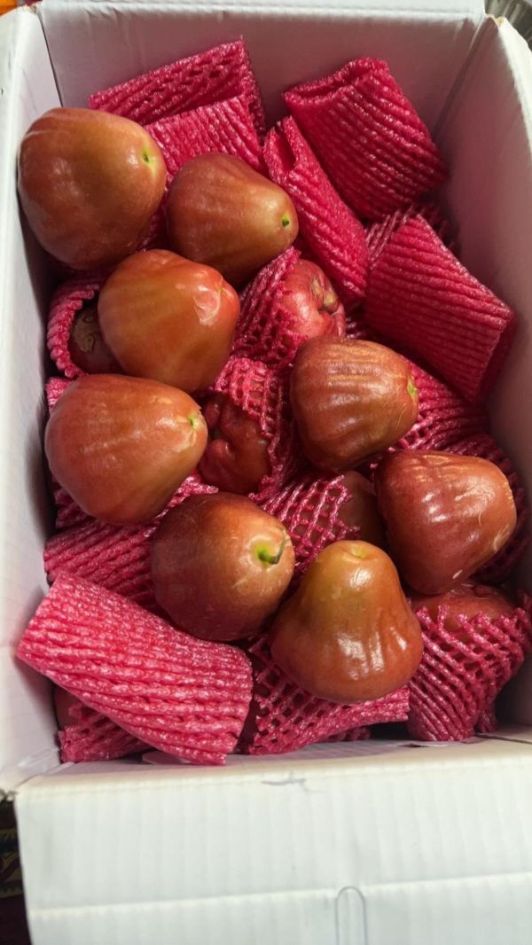 屏東枋寮黑珍珠蓮霧 