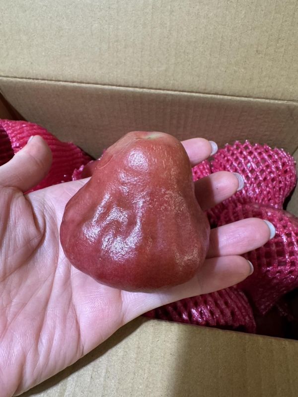 屏東枋寮黑珍珠蓮霧 