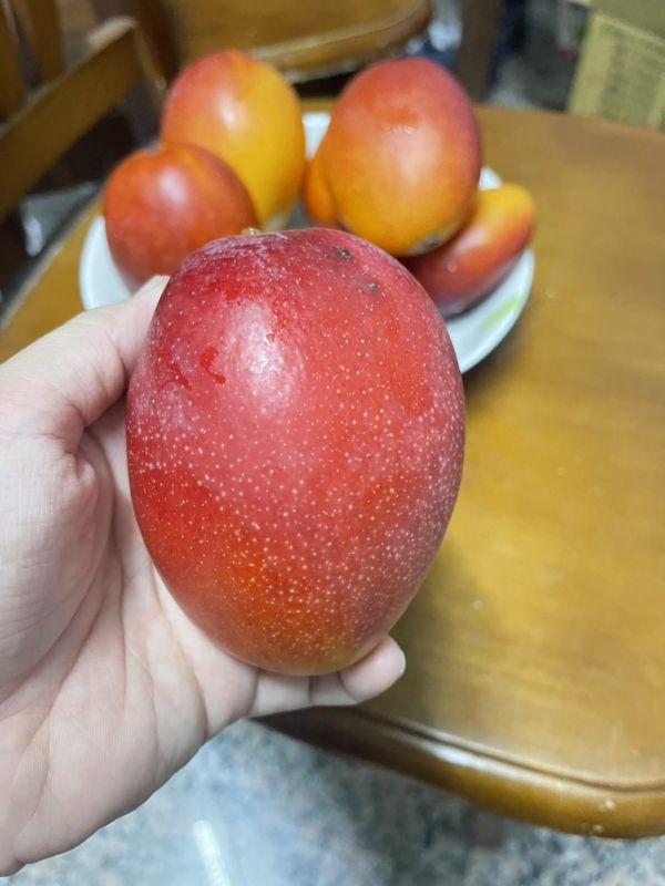 愛文芒果 