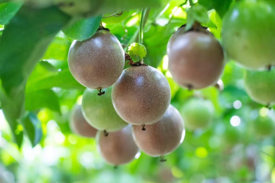 《溫室》梅子(茶香)百香果(一箱5台斤) 