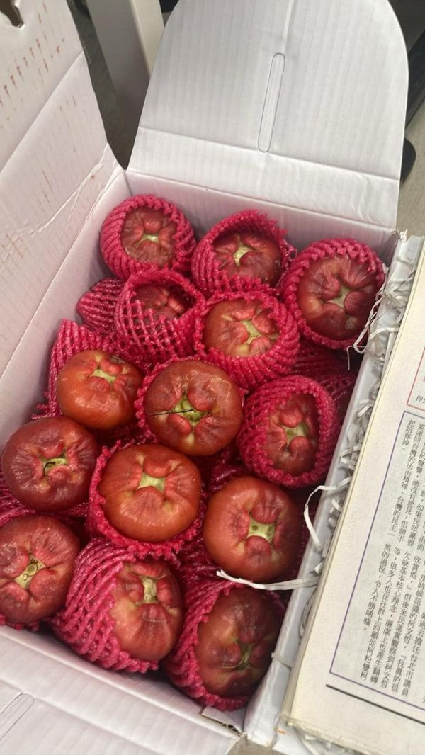 屏東枋寮黑珍珠蓮霧 