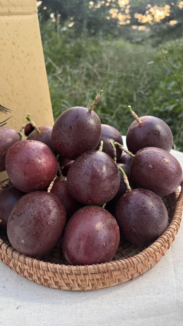 甜蜜蜜百香果(新品種)10台斤 