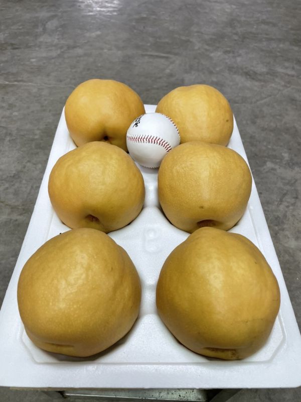 台中東勢甘露梨 