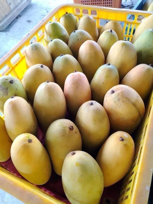屏東枋寮金煌芒果10斤裝 