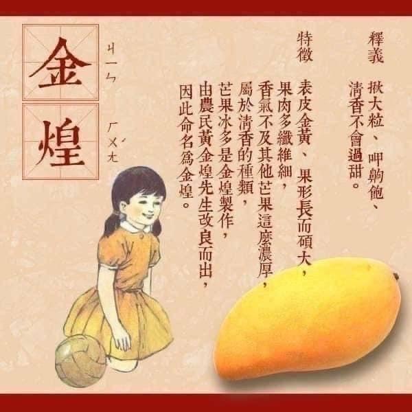 屏東枋寮金煌芒果10斤裝 