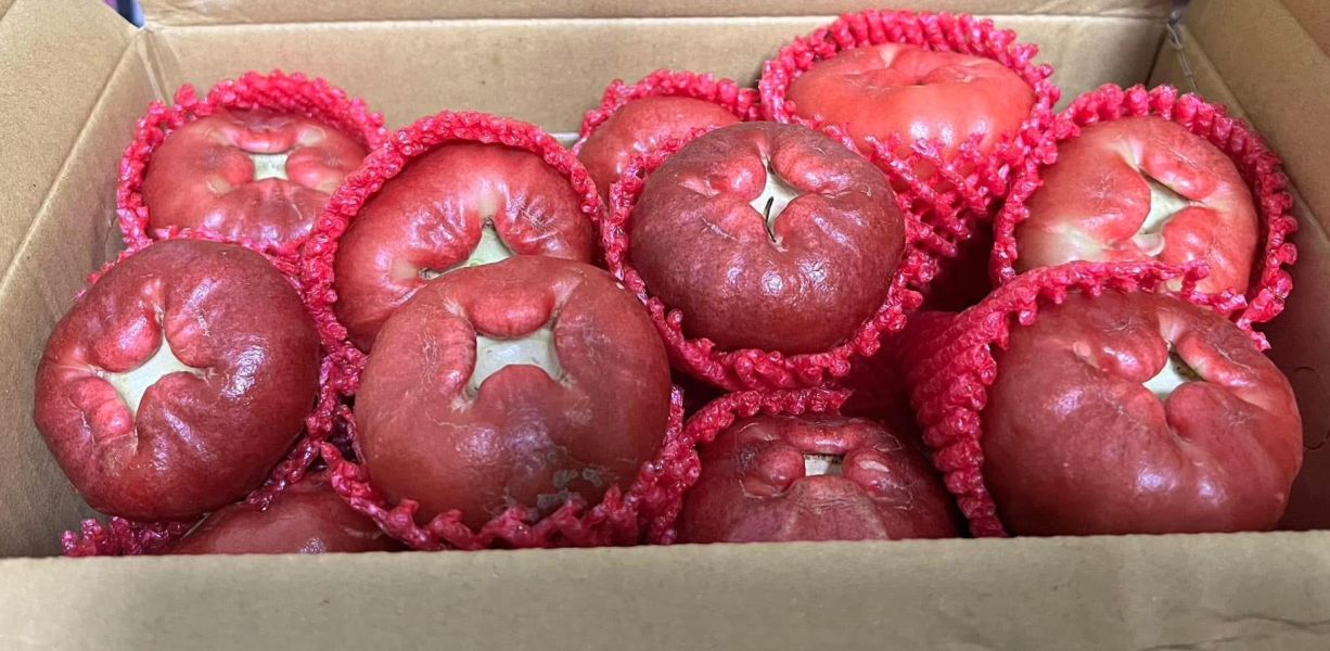 屏東枋寮黑珍珠蓮霧 