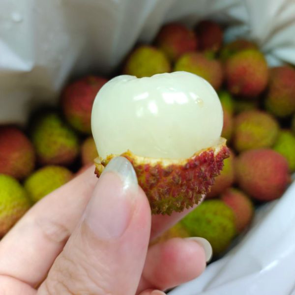 大樹玉荷包-3斤 玉荷包,荔枝,高雄,大樹,水果,產地直送,農產品,預購,伴手禮