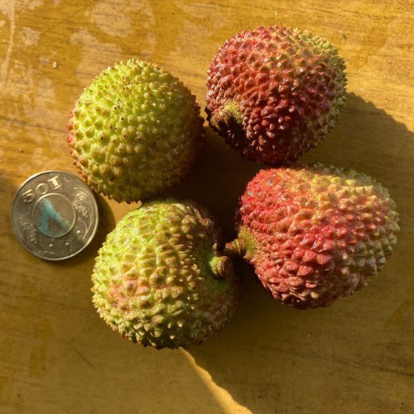 大樹玉荷包-5斤 玉荷包,荔枝,高雄,大樹,水果,產地直送,農產品,預購,伴手禮