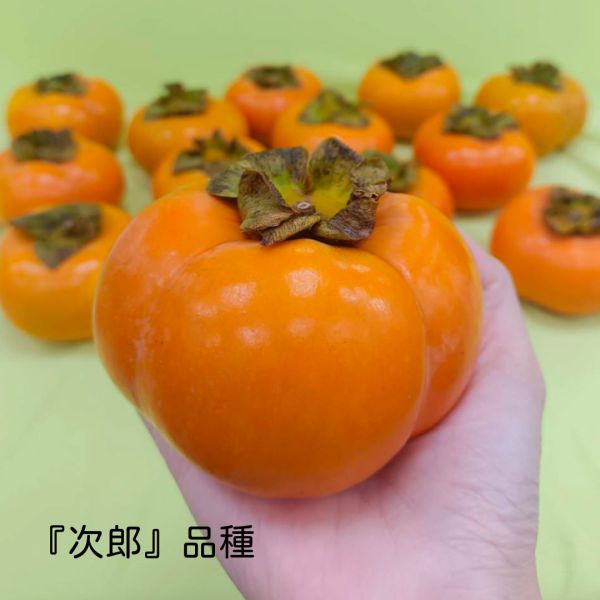 精選高山甜柿禮盒 甜柿,水果,高山甜柿,水果禮盒