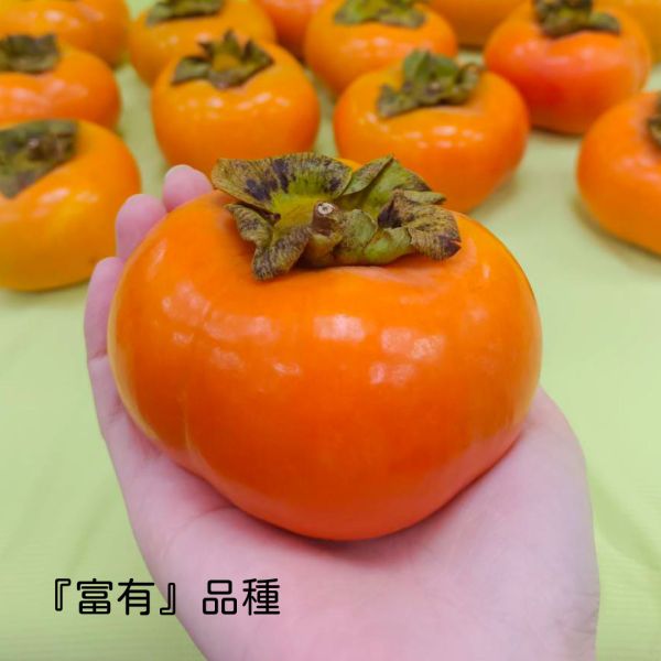 精選高山甜柿禮盒 甜柿,水果,高山甜柿,水果禮盒