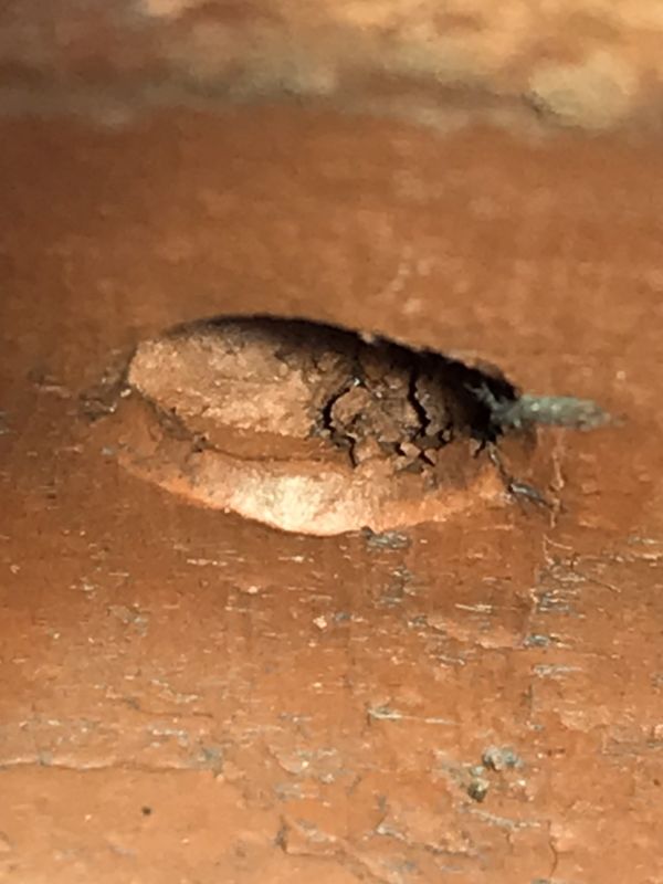 1990年仿古芭樂壺(朱泥)(作者:少清) 