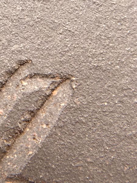 "玉笠"紫砂茶(作者:吳小華(國家一級技師))有圖 