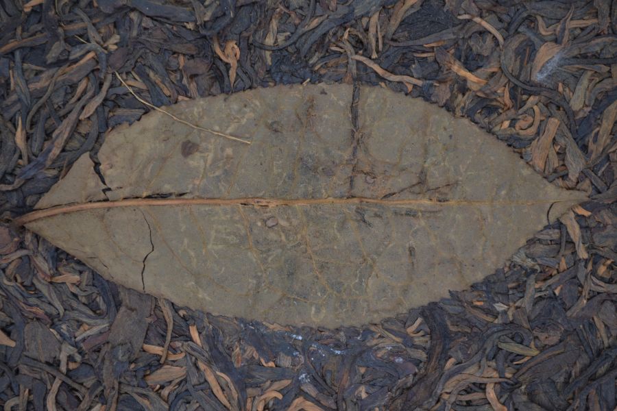 2003大雪山茶餅(生)(單一純料) 